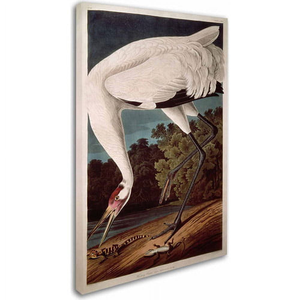 John James Audubon 'Whooping Crane' Canvas Art