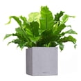 thumbnail image 7 of CANTO Stone High 30 Graphite Black, Self-Watering Tall Planter, H22 L11.8 W11.8 in, 7 of 7