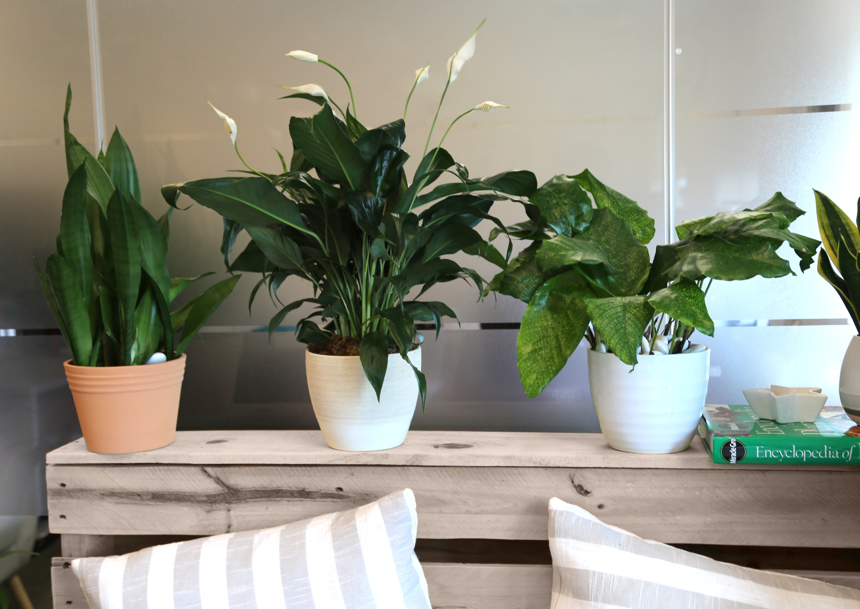 Costa Farms Live Indoor 15in. Tall White Peace Lily; Indirect Sunlight Plant in 6in. Grower Pot - image 3 of 10