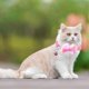 thumbnail image 4 of 6pcs Cat Collar With Bell And Bow Tie, 4 of 5