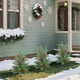 thumbnail image 5 of Christmas Tree Courtyard Garden Plugs, 5 of 7