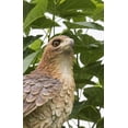 thumbnail image 2 of Garden Statue Hi-Line Gift Ltd Wild Hawk on Branch, 2 of 7