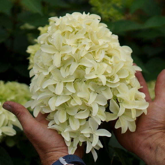 3 Gal. Pot, Skyfall Hydrangea Shrub Deciduous Flowering Plant - 1 plant per offer