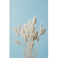 thumbnail image 2 of 1x Studio III 17x24 White Modern Wood Framed Museum Art Print Titled - Bunny Grass No 3, 2 of 4