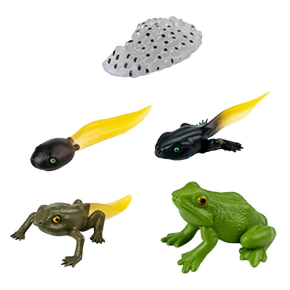 Frog Life Cycle Growth Stage Model - Educational Toy for Kids