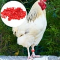 thumbnail image 2 of 100Pcs Pigeon Leg Rings Numbered Bird Leg Bands Private Pigeons Markers Identification Leg Bands, 2 of 6