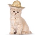thumbnail image 4 of FELTECHELECTR Sombrero Para Mascotas Con Ajustable Para Mantener En Su Lugar, 4 of 7