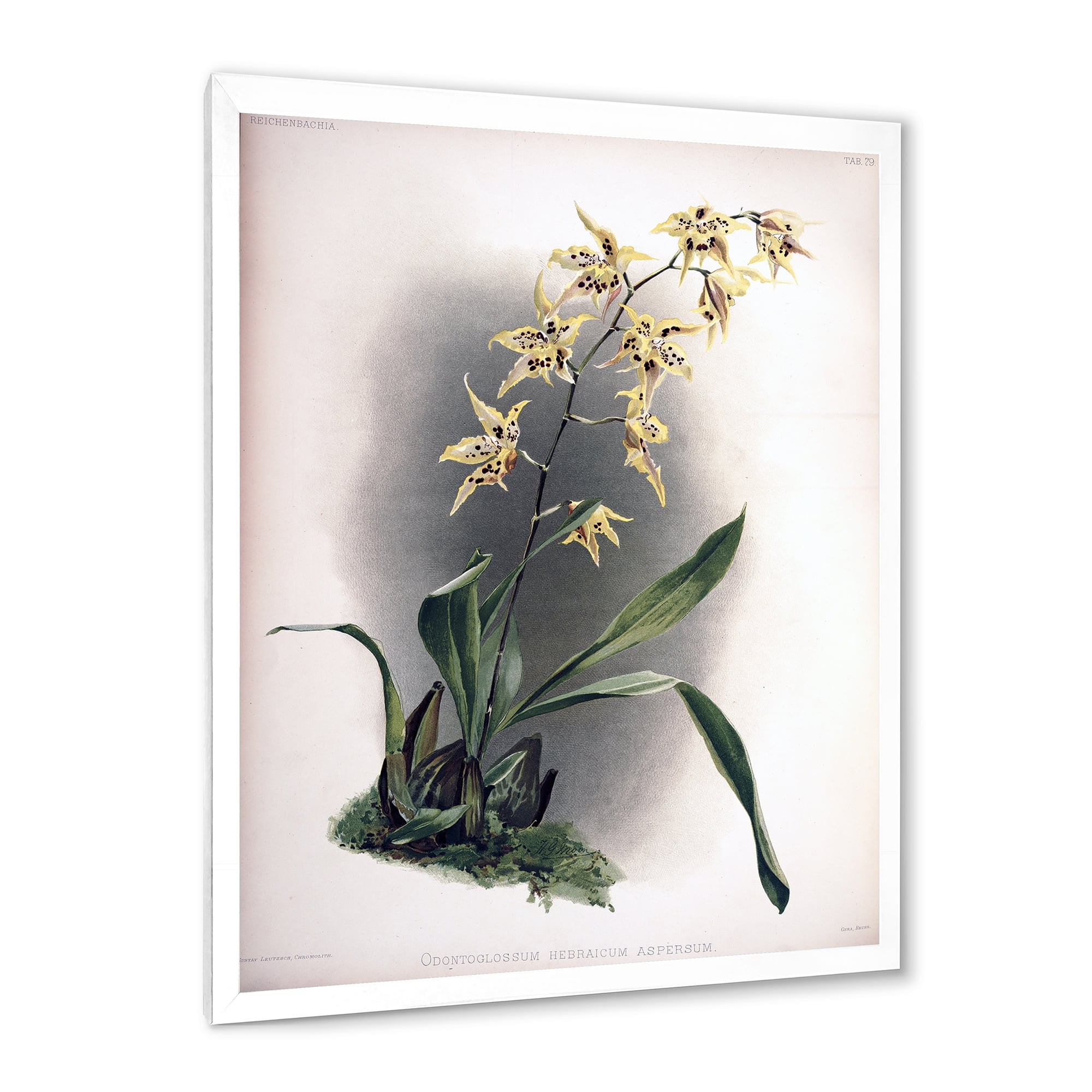 Designart 'Ancient Orchid Flower' Traditional Framed Art Print
