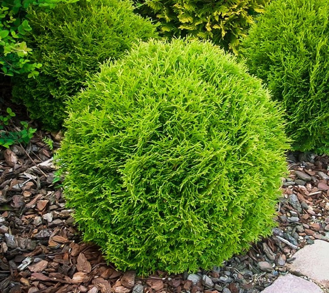 Thuja Little Giant Arborvitae Evergreen Live Shrub in 3-Gallon Grower Pot