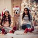 thumbnail image 5 of Collares navideños para perros con copos de nieve para gatos y mascotas pequeñas, medianas y grandes, 5 of 5