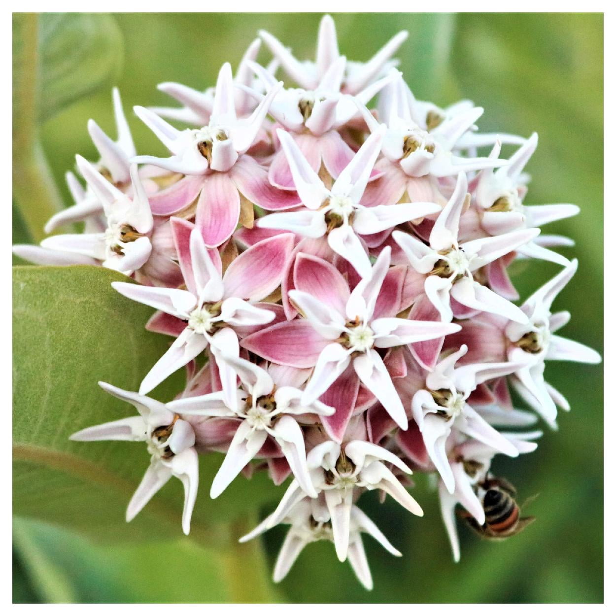 Everwilde Farms - 1 lb Showy Milkweed Native Wildflower Seeds - Gold Vault Bulk Seed Packet