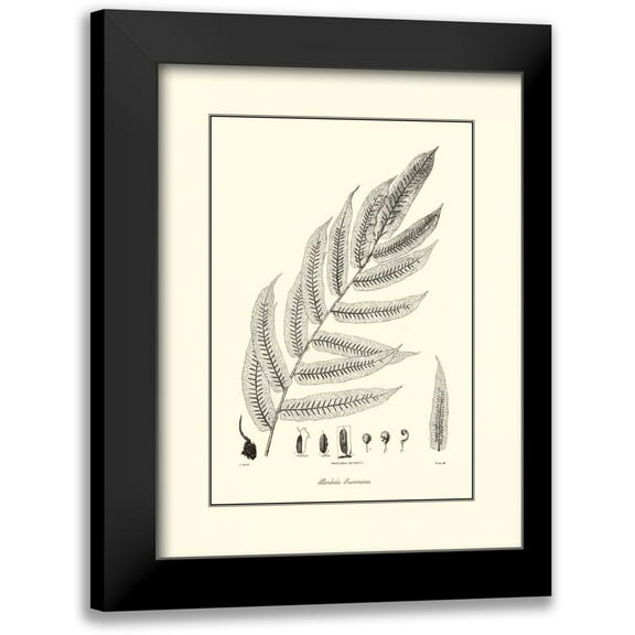 Curtis 12x14 Black Modern Framed Museum Art Print Titled - BandW Fern III