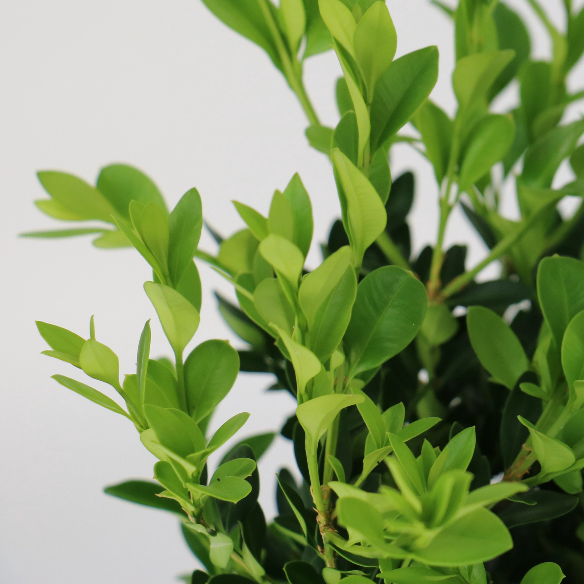 3 gal. Boxwood Green Velvet Shrub