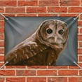 thumbnail image 2 of Solitary Barred Owl Home Business Office Sign, 2 of 4