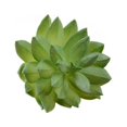 thumbnail image 2 of Miniplantas suculentas simuladas Inteprter 10 piezas de PVC y alambre de hierro, 2 of 6