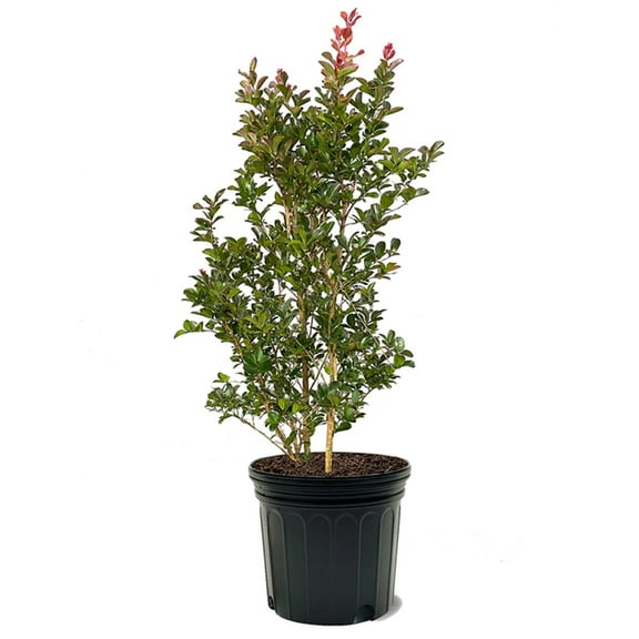 First Editions 3-4 ft tall Ruffled Red Magic Crape Myrtle Live Tree in 7-Gallon Grower Pot