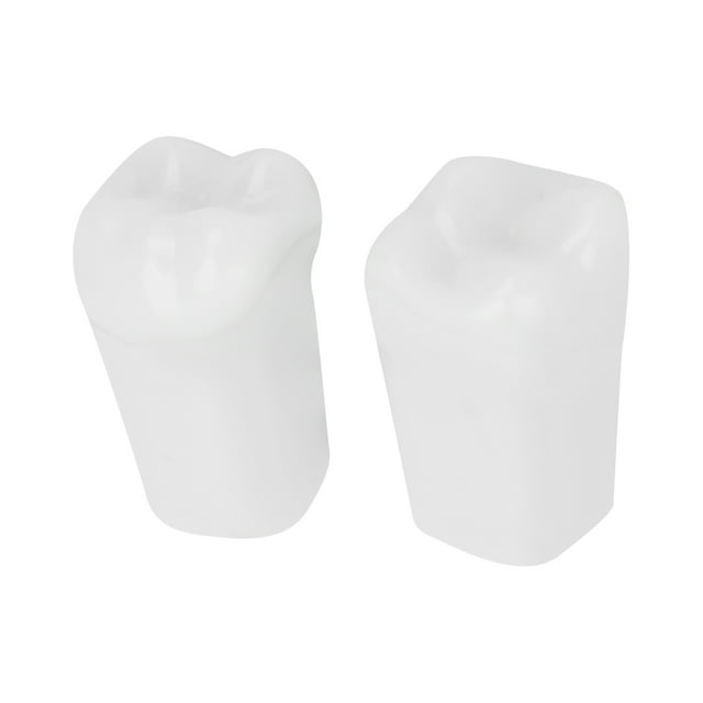 Modelo De Diente De Demostración, Modelo De Diente Modelo De Diente Dental Conveniente Para Estudio E Investigación Dental YLSHRF Demonstration Tooth Model