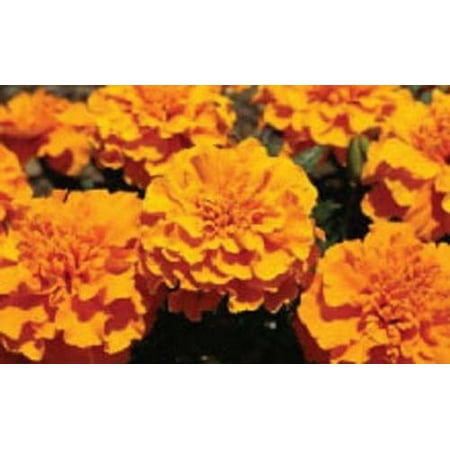 Marigold Cracker Jack Nice Garden Flower 450 (Best Cut Flower Seeds)