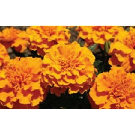 - Marigold Cracker Jack Nice Garden Flower 450 Seeds