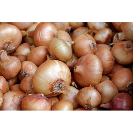 Walla Walla Onion Seeds/ Annual/ Full Sun/ 125 Seeds 1/2 Gram/ Zellajake Farm and Garden- B54