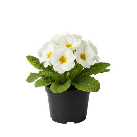 White Primrose Plant 4-8'' Tall, Live Flowering Plant, Bright Blooms, Cold Hardy for Planting Indoor Outdoor