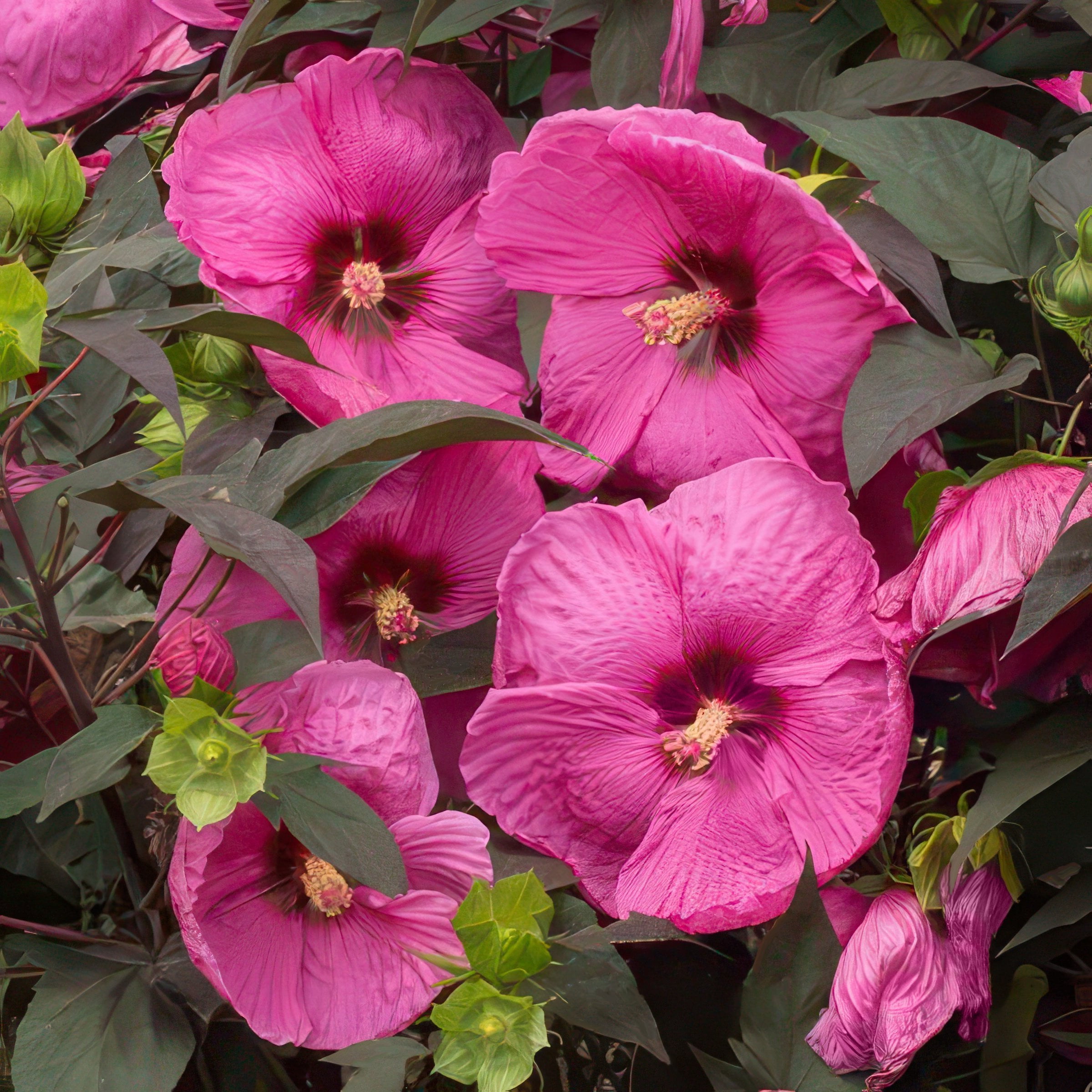 National Plant Network Bare Root Hibiscus Head Over Heels Passion (5-Pack)