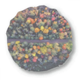 thumbnail image 1 of Colorful Forestry Science Nature Scenery Round Throw Pillow Home Decoration Cushion, 1 of 3