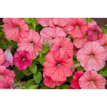 25 SALMON PETUNIA Grandiflora Flower Seeds