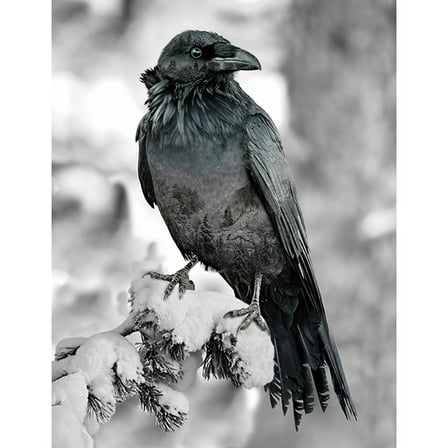 33.5" X 43" Panel Call of the Wild Raven Snow Tree Cotton Fabric Panel D374.95