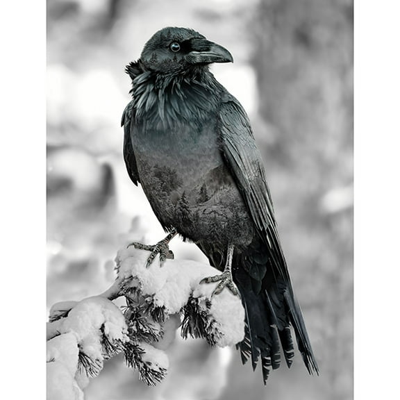 33.5" X 43" Panel Call of the Wild Raven Snow Tree Cotton Fabric Panel D374.95