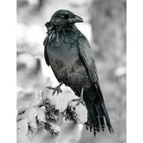 33.5" X 43" Panel Call of the Wild Raven Snow Tree Cotton Fabric Panel D374.95