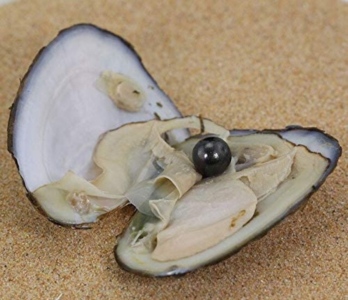 MilcTabe Grade AAAA Quality Edison Freshwater Oysters 913MM Big Pearl