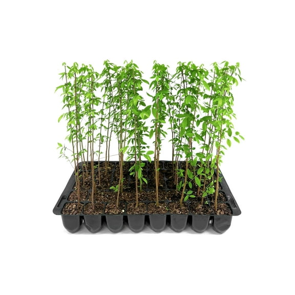 American Elm | 10 Live Trees | Ulmus Americana | Large Shade Canopy for Landscapes | Fast-Growing Deciduous Plants for Yards