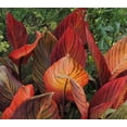 thumbnail image 1 of T. Red Varigated Canna Lily Root/Bulb/Rhizome/Plant Nice Size, 1 of 3