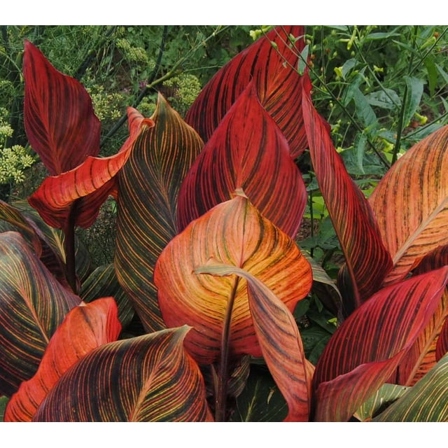T. Red Varigated Canna Lily Root/Bulb/Rhizome/Plant Nice Size