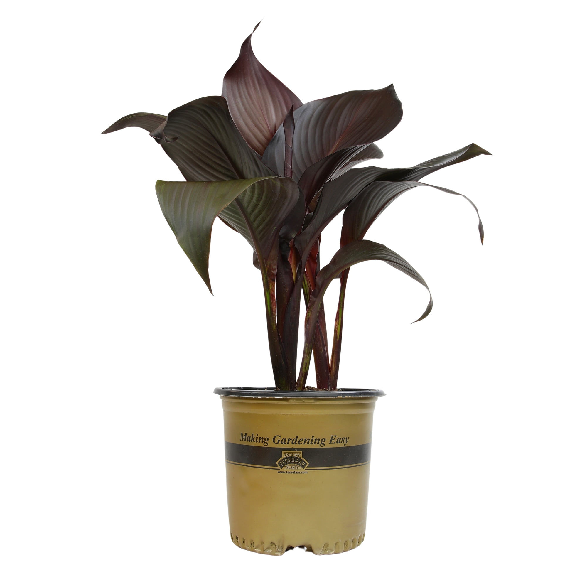 Altman Plants Black Tropicanna Canna Lily | Flowering Perennial Plant | 4qt. Grow Pot; Full Sun