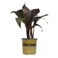 thumbnail image 4 of Altman Plants Black Tropicanna Canna Lily | Flowering Perennial Plant | 4qt. Grow Pot; Full Sun, 4 of 9