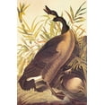 thumbnail image 2 of Audubon, John James 23x32 Black Ornate Wood Framed with Double Matting Museum Art Print Titled - Canada Goose, 2 of 4