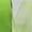 Apple Green, variant on Ribbon Bazaar Wired Sheer Organza 1-1/2 inch Black Coffee 25 yards Ribbon