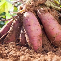 10 Red Sweet Potato Slips, 3-5 Inch, Well Rooted for Outdoor Planting