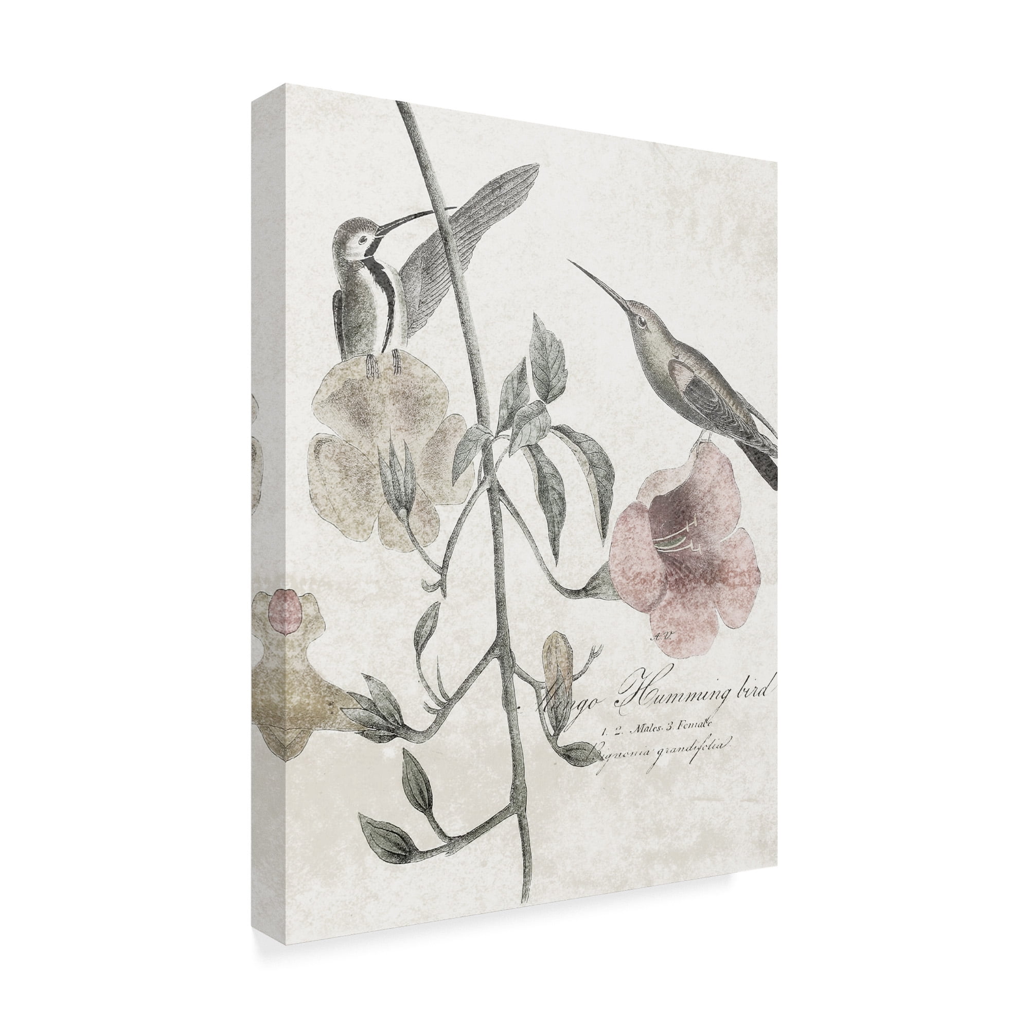 Trademark Fine Art 'Soft Hummingbirds II' Canvas Art by Studio W