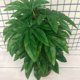 thumbnail image 5 of Simulación de una sola planta, placa dorada octogonal, planta verde, planta de pared, decoración de boda, flor artificial, planta verde, simulación de hoja de planta verde, simulación de una sola planta JM, 5 of 5