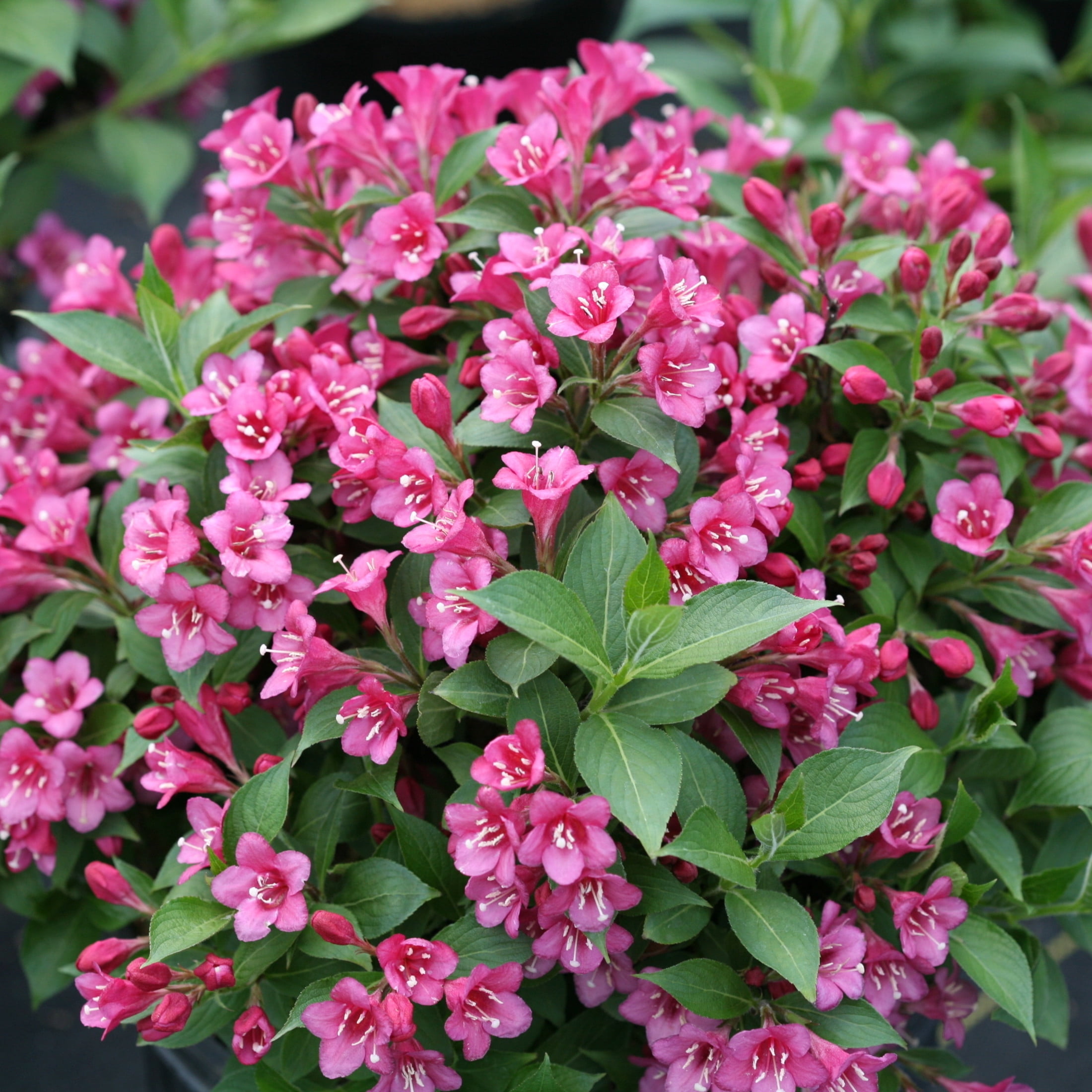 Proven Winners ColorChoice 5" Snippet Dark Pink Weigela Live Plant in 4.5" Pot (4 Count)