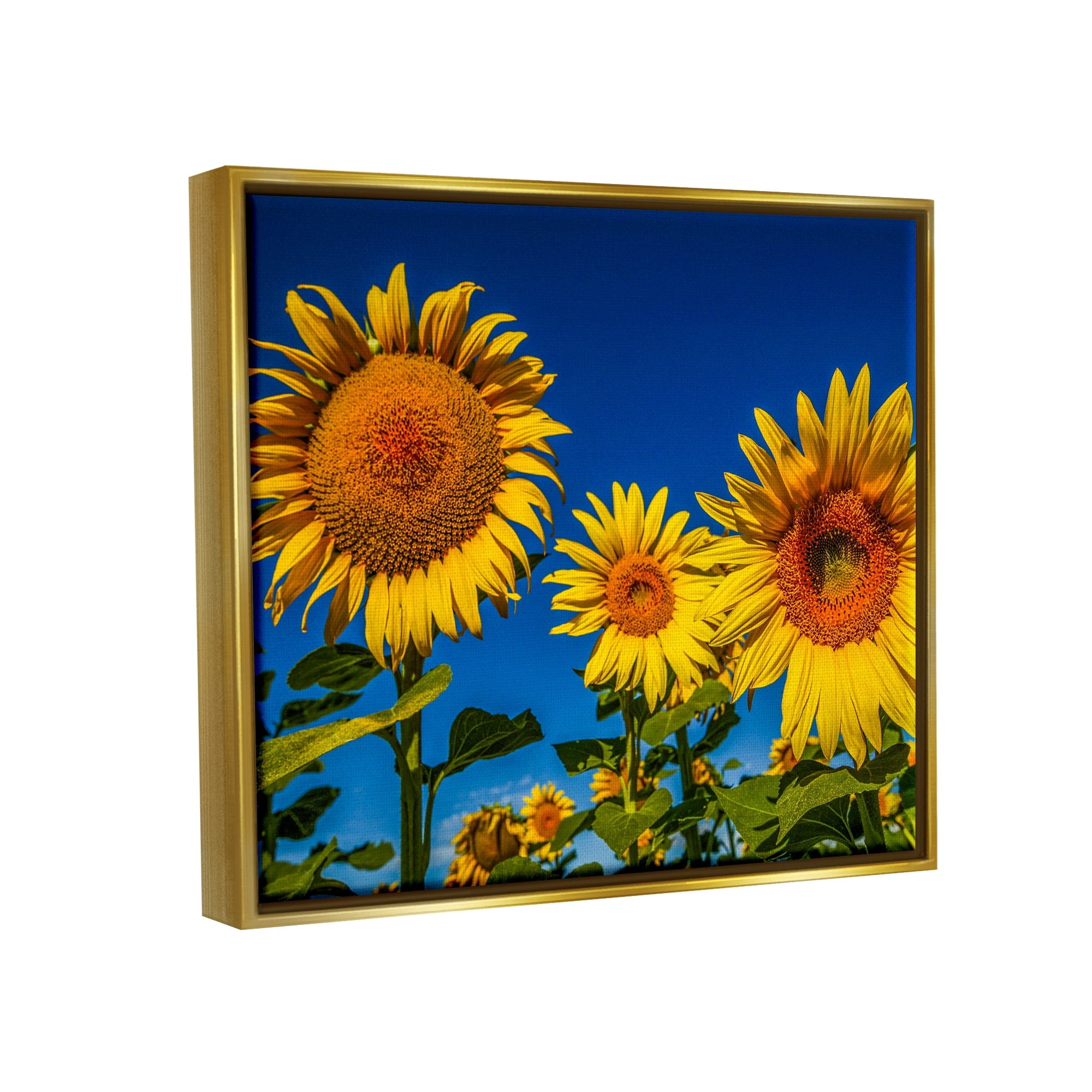 Stupell Industries Bold Sunflower Plants Against Clear Sunny Sky Photograph Metallic Gold Floating Framed Canvas Print Wall Art, Design by Steve Smith
