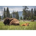 thumbnail image 2 of The Yellowstone Collection 24x17 Black Modern Framed Museum Art Print Titled - Cow and Calf Bison, Fountain Flat Drive, Yellowstone National Park, 2 of 4