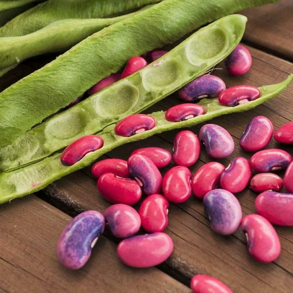 TomorrowSeeds - Scarlet Runner Bean (Pole) Seeds - 60  Count - For 2026 Planting Magic Pink Purple