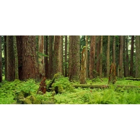 Forest floor Olympic National Park WA USA Poster