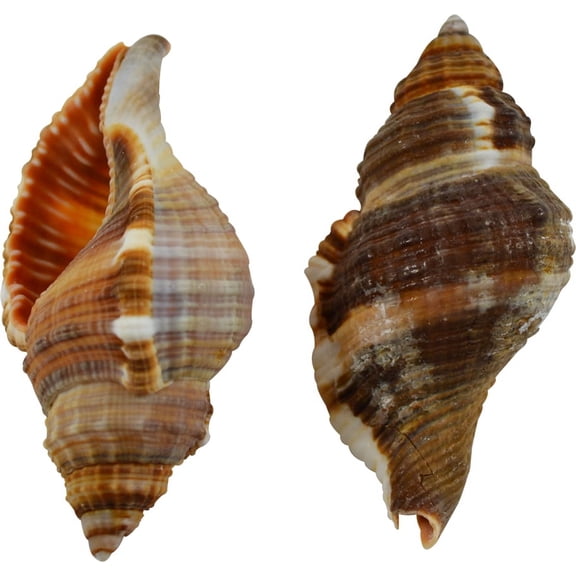 15 Hairy Triton Shells 2-3" Nautical Coastal Decor (Set of 15)