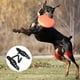 thumbnail image 5 of Dog Knee Brace with Reflective Seat Belts, 5 of 5