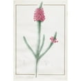 thumbnail image 3 of Pierre Joseph Redouté 18x24 Black Modern Framed Museum Art Print Titled - Erica Fulgida (1813), 3 of 5